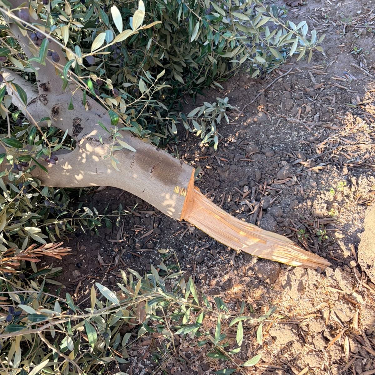 Italie: ⚡️🇮🇹🚨À San Severo FG , les oliviers chargés d'olives d’une exploit... 3